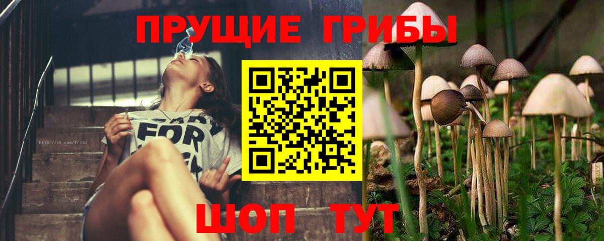 Галлюциногенные грибы Psilocybe Волгодонск